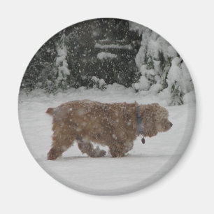 Imán Nevado cocker spaniel