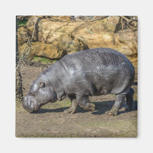 Imán Nevera Pygmy Hippo