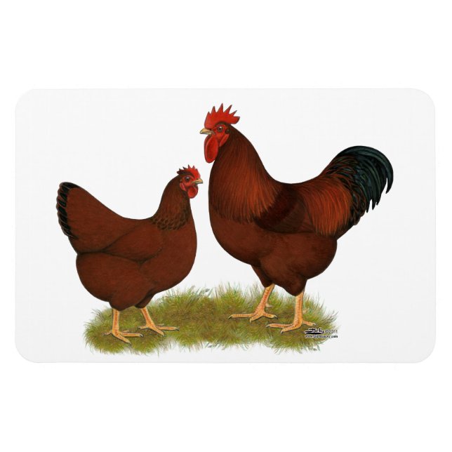 Imán New Hampshire Reds (Horizontal)