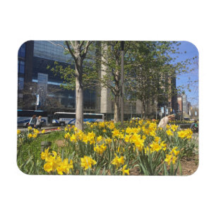 Imán New York City Daffodils Columbus Circle NYC Spring