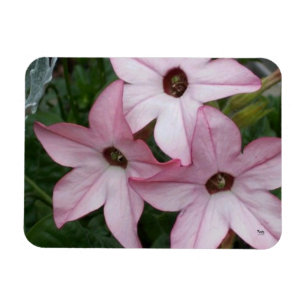 Imán Nicotinia Star Flowers