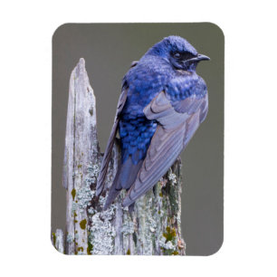 Imán Nido de macho de golondrina purpúrea sobre el lago