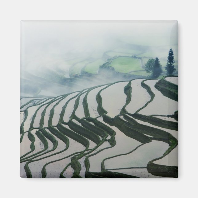 Imán Niebla matutina sobre campos de arroz (Frente)