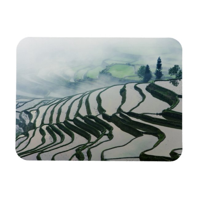 Imán Niebla matutina sobre campos de arroz (Horizontal)