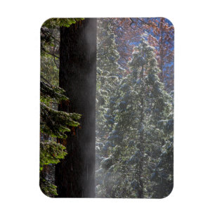 Imán Niebla nevada en el bosque