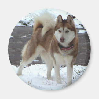 Imán Nieve Husky