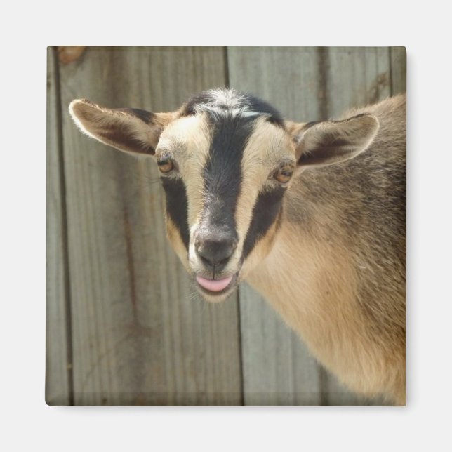 Imán Nigeriana Dwarf Dairy Goat Kid (Frente)