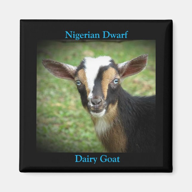 Imán Nigeriano colorido Dwarf Dairy Goat (Frente)