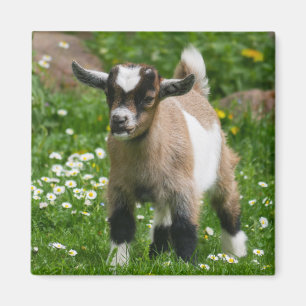 Imán Nigeriano Dwarf Dairy Goat Kid con flores