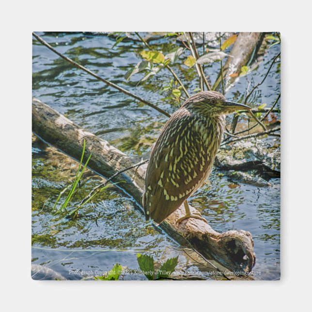 Imán Night Heron jv (Frente)