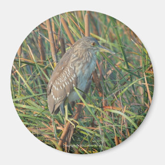 Imán Night Heron Magnet