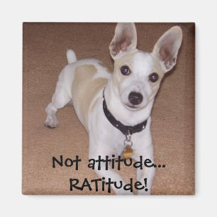 Imán No actitud… ¡RATitude!
