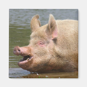 Imán ¡No coma eso!!!