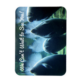 Imán ¡No podemos esperar a verte! Manatíes