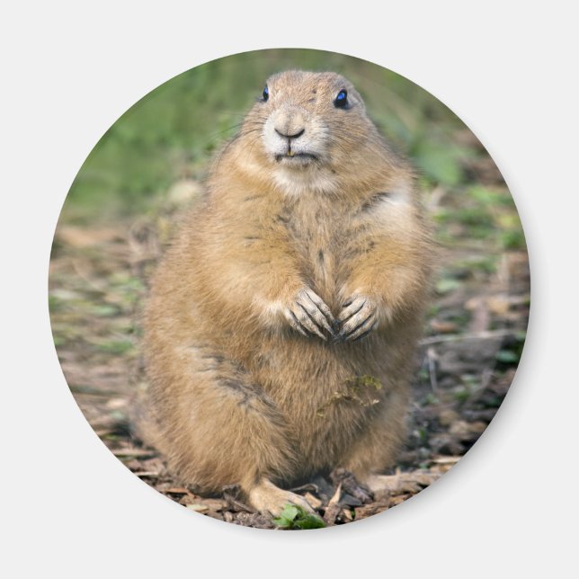 Imán No soy Gorda, soy Cuadridamente Magnet (Frente)