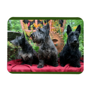 Imán No voy a mirar