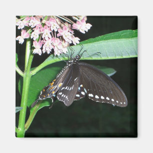 Imán Noche mariposa cola negra en Shenandoah