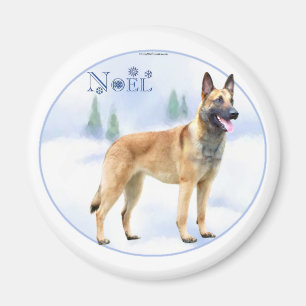 Imán Noel Belgium Malinois