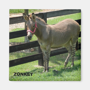 Imán Nombre de Zonkey para el burro y la cebra de la