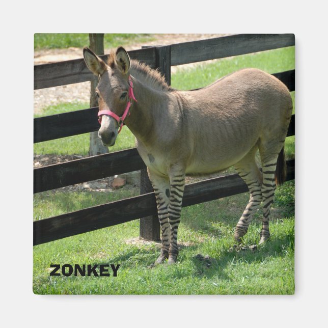 Imán Nombre de Zonkey para pieza burro y cebra (Frente)
