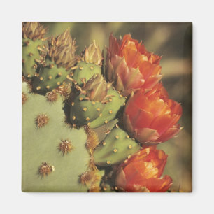 Imán Nopal en flor, Arizona-Sonora 2