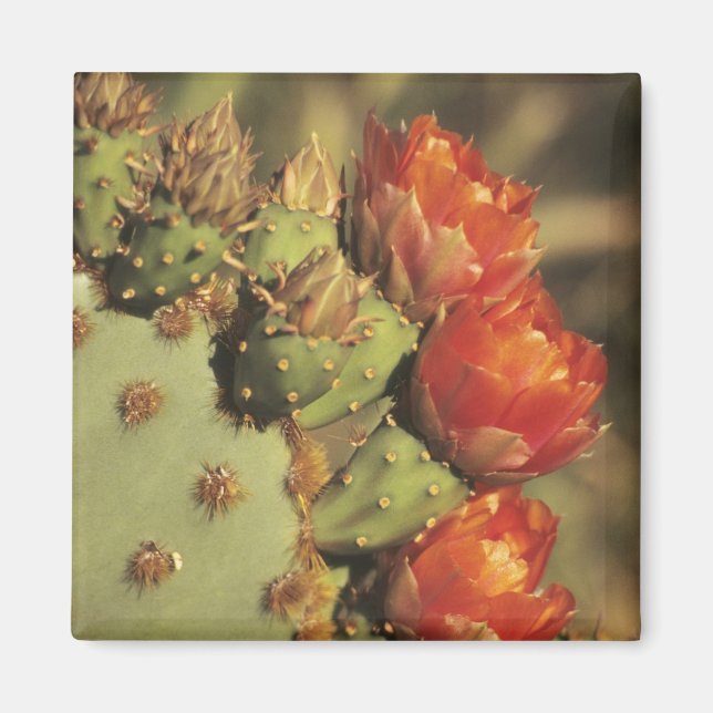 Imán Nopal en flor, Arizona-Sonora 2 (Frente)