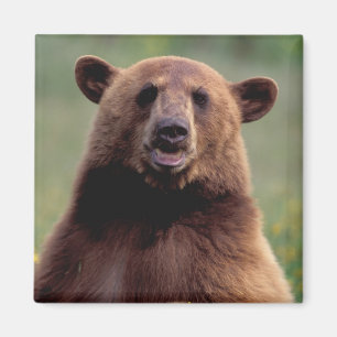 Imán Norteamérica, California, oso negro del canela