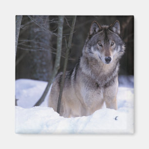Imán Norteamérica, Canadá, Canadá Oriental, Lobo gris