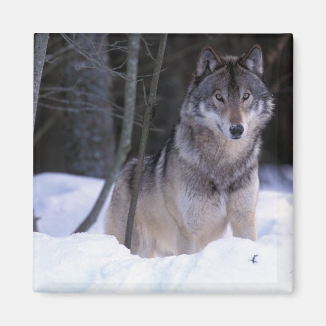 Imán Norteamérica, Canadá, Canadá Oriental, Lobo gris (Frente)