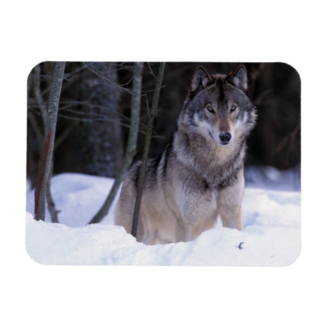 Imán Norteamérica, Canadá, Canadá Oriental, Lobo gris (Horizontal)