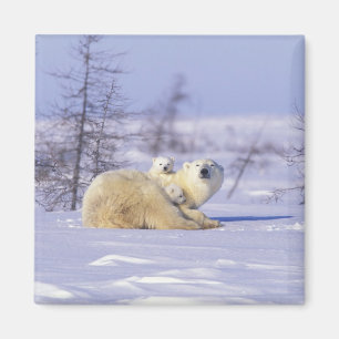 Imán Norteamérica, Canadá, Manitoba, Churchill. 9