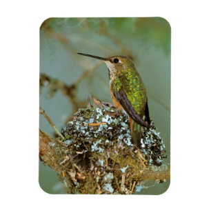 Imán Norteamérica, EE. UU., Alaska. Colibrí rufo
