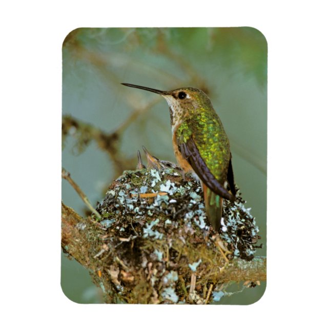 Imán Norteamérica, EE. UU., Alaska. Colibrí rufo (Vertical)