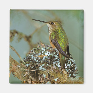 Imán Norteamérica, EE. UU., Alaska. Colibrí rufo