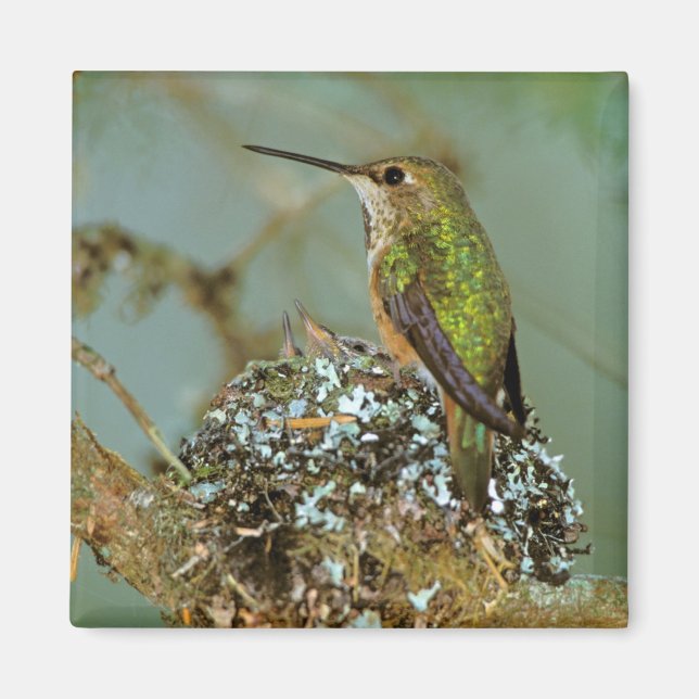 Imán Norteamérica, EE. UU., Alaska. Colibrí rufo (Frente)