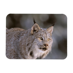 Imán Norteamérica, EE. UU., Alaska, Haines. Lince (Feli