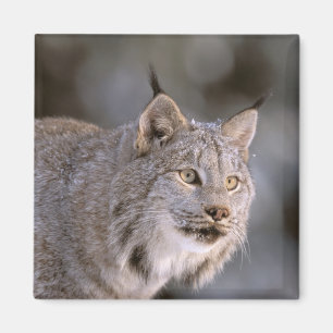 Imán Norteamérica, EE. UU., Alaska, Haines. Lince (Feli