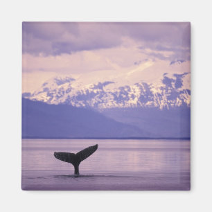 Imán Norteamérica, EE. UU., Alaska, Paso Interior.