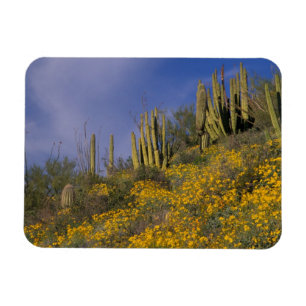 Imán Norteamérica, EE. UU., Arizona, Cactus de tubería