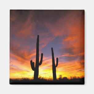 Imán Norteamérica, EE. UU., Arizona, Desierto de Sonora