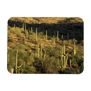 Imán Norteamérica, EE. UU., Arizona, Desierto de Sonora