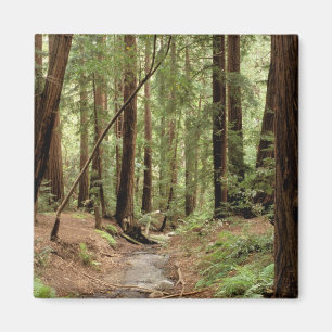 Imán Norteamérica, EE. UU., California, Big Sur, 3