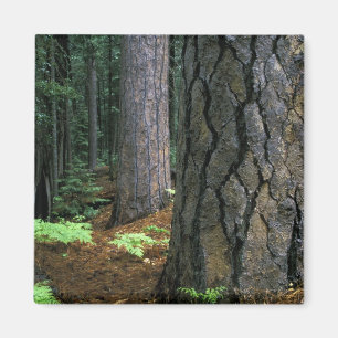 Imán Norteamérica, EE. UU., California, Yosemite