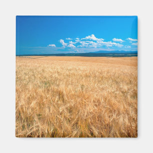 Imán Norteamérica, EE. UU., Idaho. Campo de cebada en