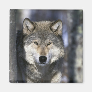 Imán Norteamérica, EE. UU., Minnesota. Lobo Canis