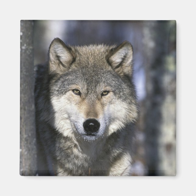 Imán Norteamérica, EE. UU., Minnesota. Lobo Canis (Frente)