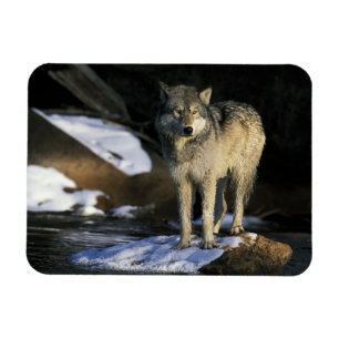 Imán Norteamérica, EE. UU., Minnesota. Lobo (Canis
