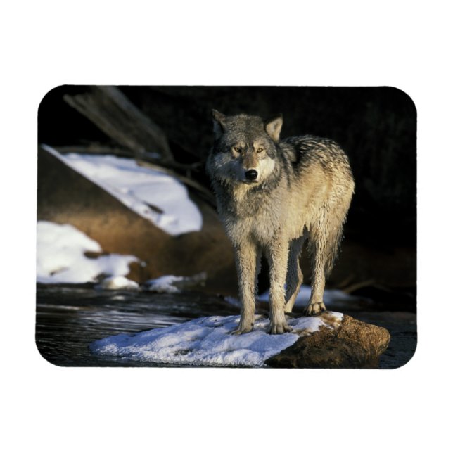 Imán Norteamérica, EE. UU., Minnesota. Lobo (Canis (Horizontal)
