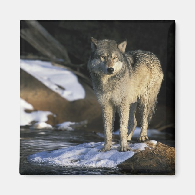 Imán Norteamérica, EE. UU., Minnesota. Lobo (Canis (Frente)