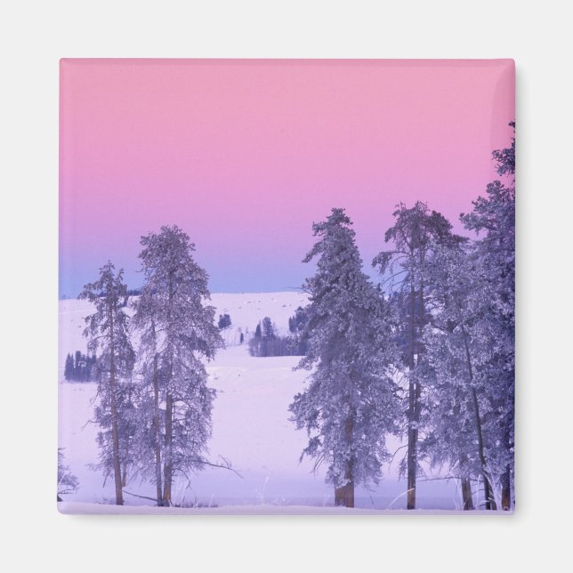 Imán Norteamérica, EE. UU., Montana, Yellowstone (Frente)